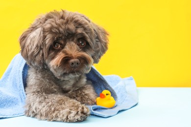 Photo of Cute Maltipoo dog wrapped in towel and bath duck on yellow background, space for text. Lovely pet