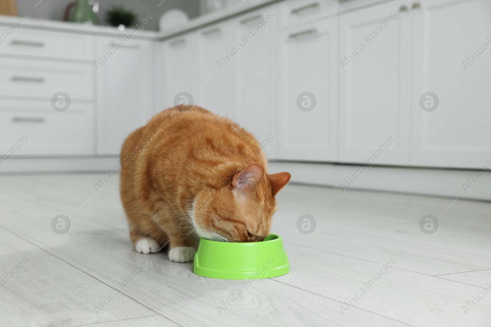 Photo of Cute ginger cat eating from feeding bowl in kitchen. Space for text