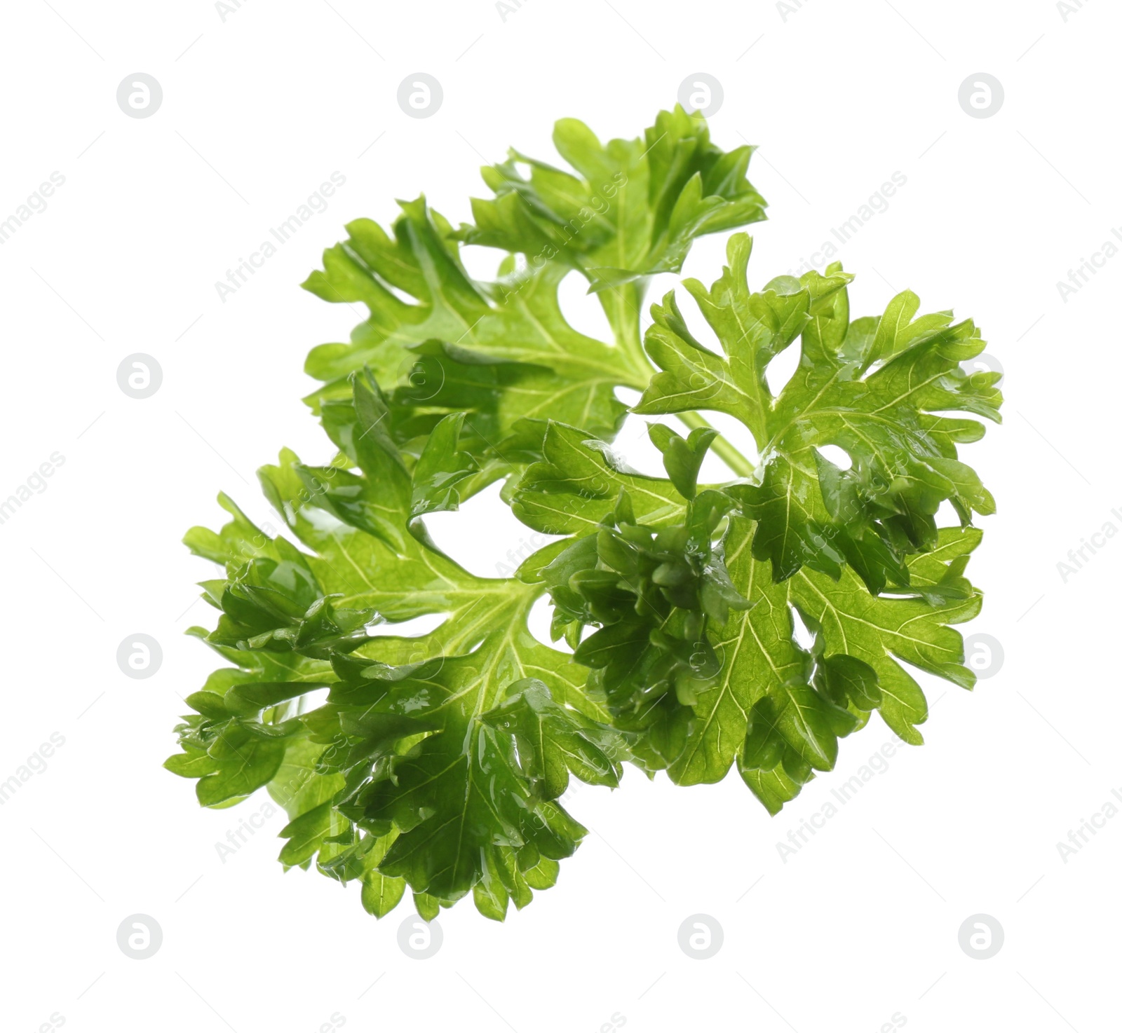 Photo of Fresh green curly parsley on white background