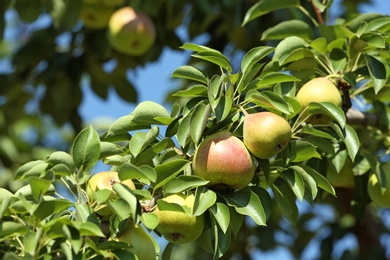 Branch of tree with pears and foliage in garden