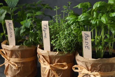 Photo of Closeup view of different aromatic potted herbs