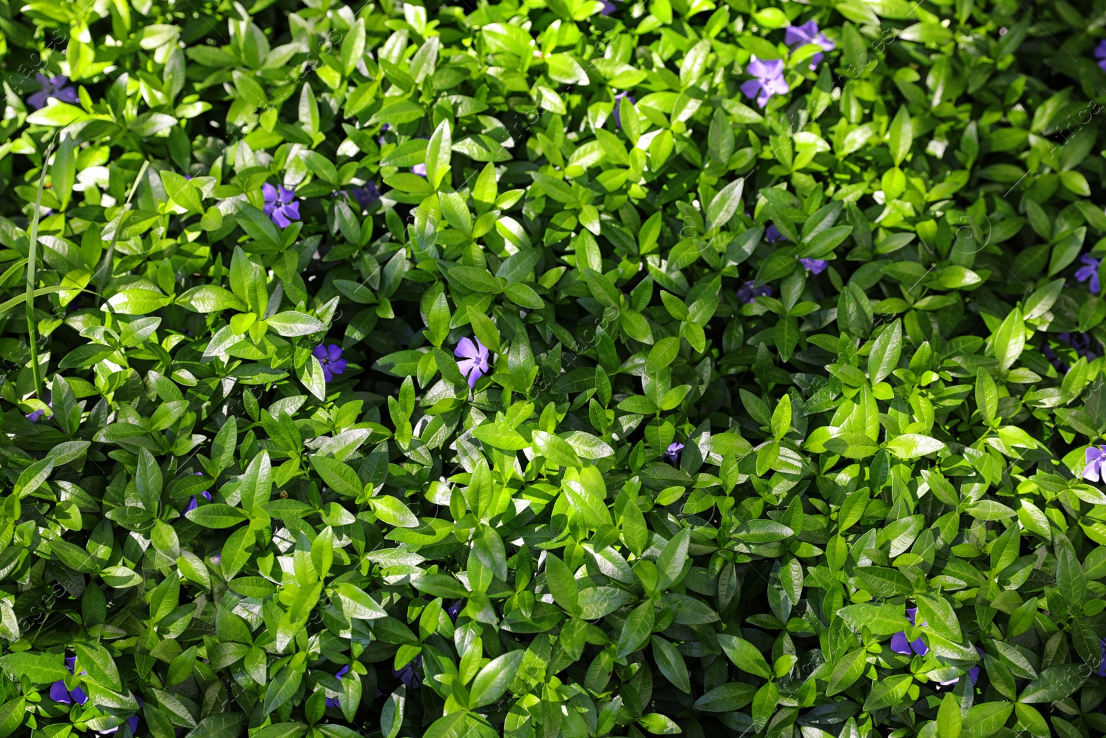 Photo of Beautiful plant with small flowers outdoors on sunny day