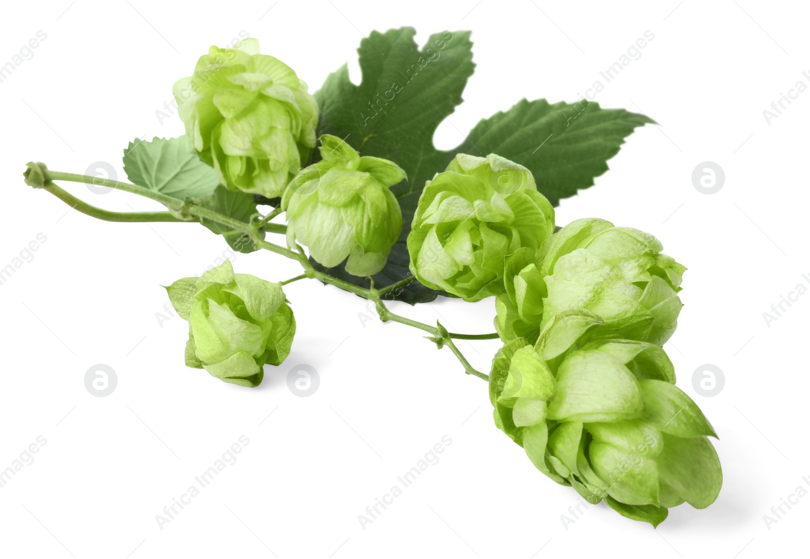 Photo of Branch of fresh green hops on white background