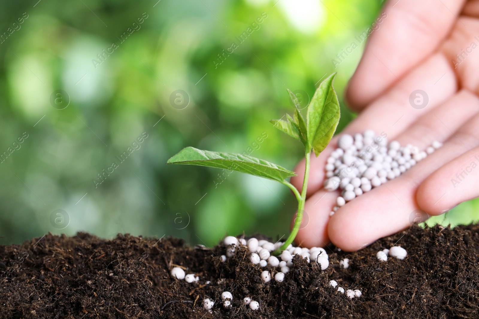 Photo of Woman fertilizing plant in soil against blurred background, closeup with space for text. Gardening time