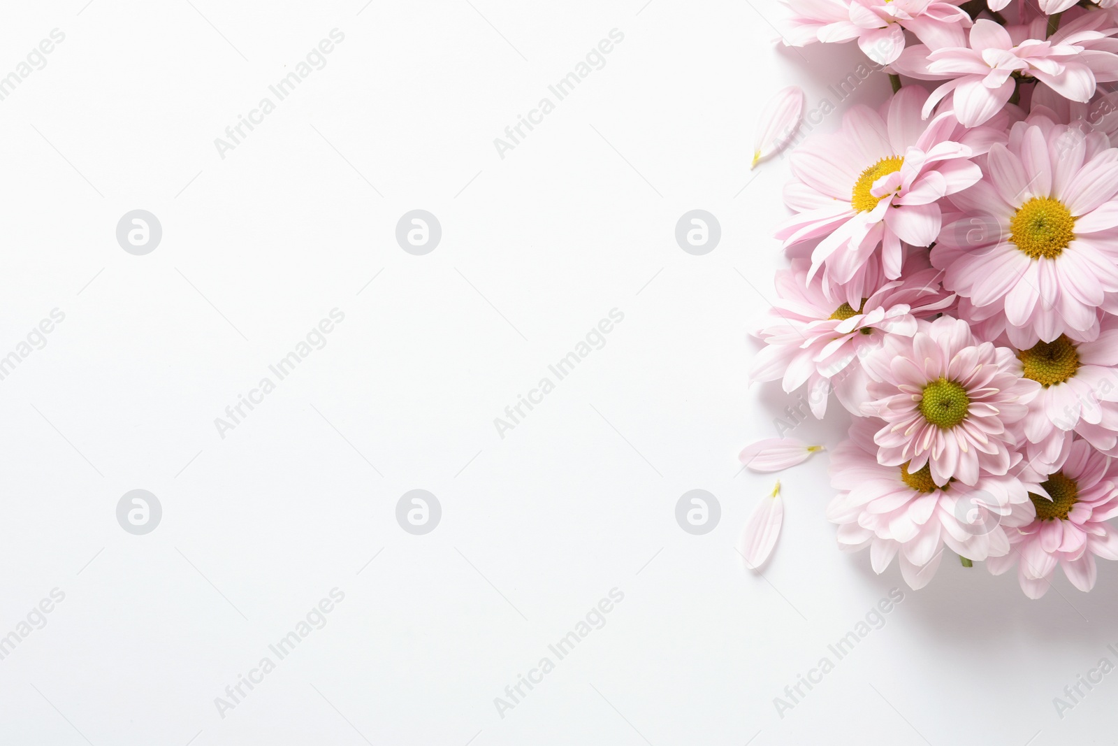 Photo of Beautiful chamomile flowers on white background, flat lay with space for text