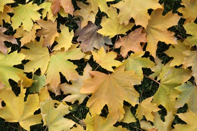 Photo of Pile of beautiful autumn leaves on grass, top view