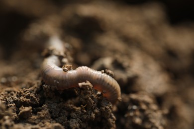 Photo of One worm in wet soil, closeup. Space for text