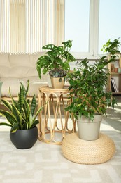 Photo of Stylish room interior with different beautiful houseplants