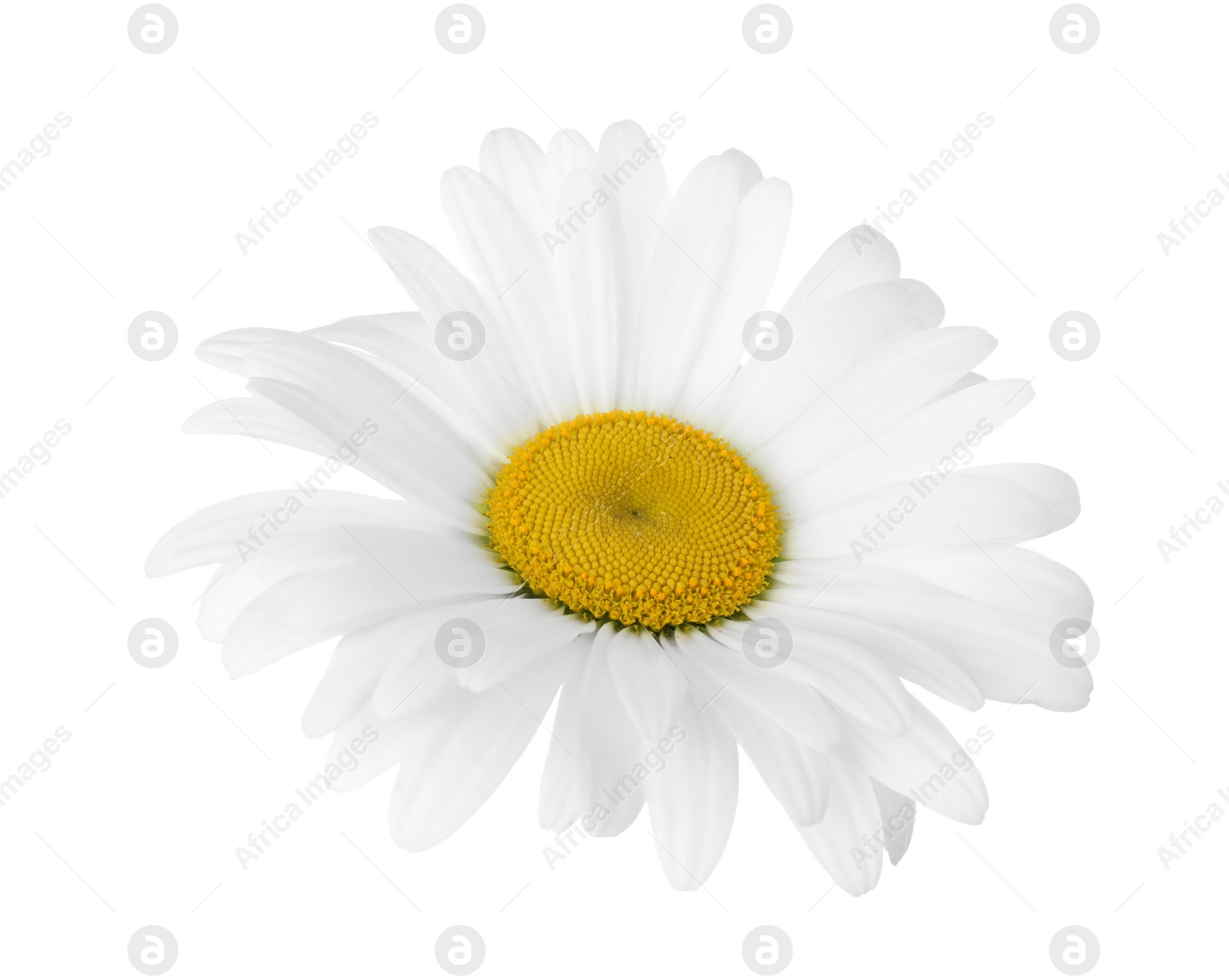 Photo of Beautiful fragrant chamomile flower isolated on white