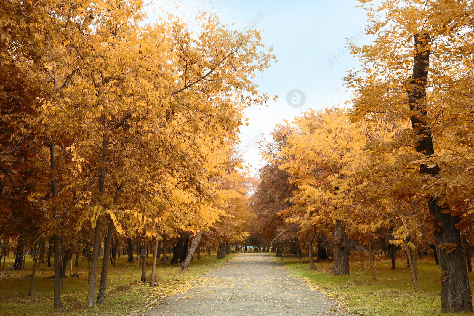 Photo of Picturesque view of park with beautiful trees. Autumn season