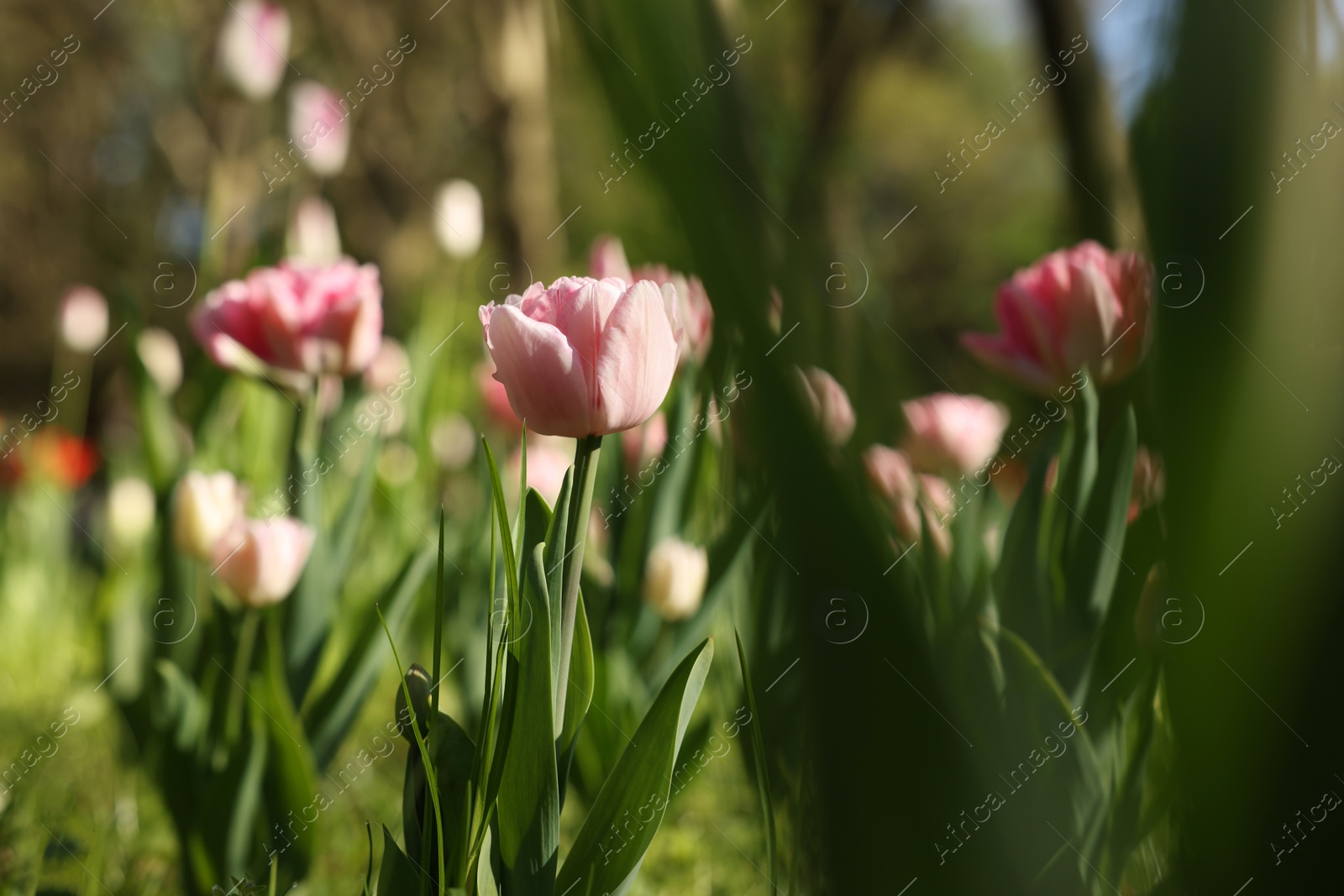 Photo of Beautiful pink tulips growing outdoors on sunny day, closeup