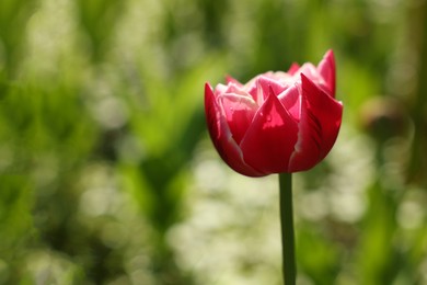 Beautiful red tulip growing outdoors on sunny day, closeup. Space for text