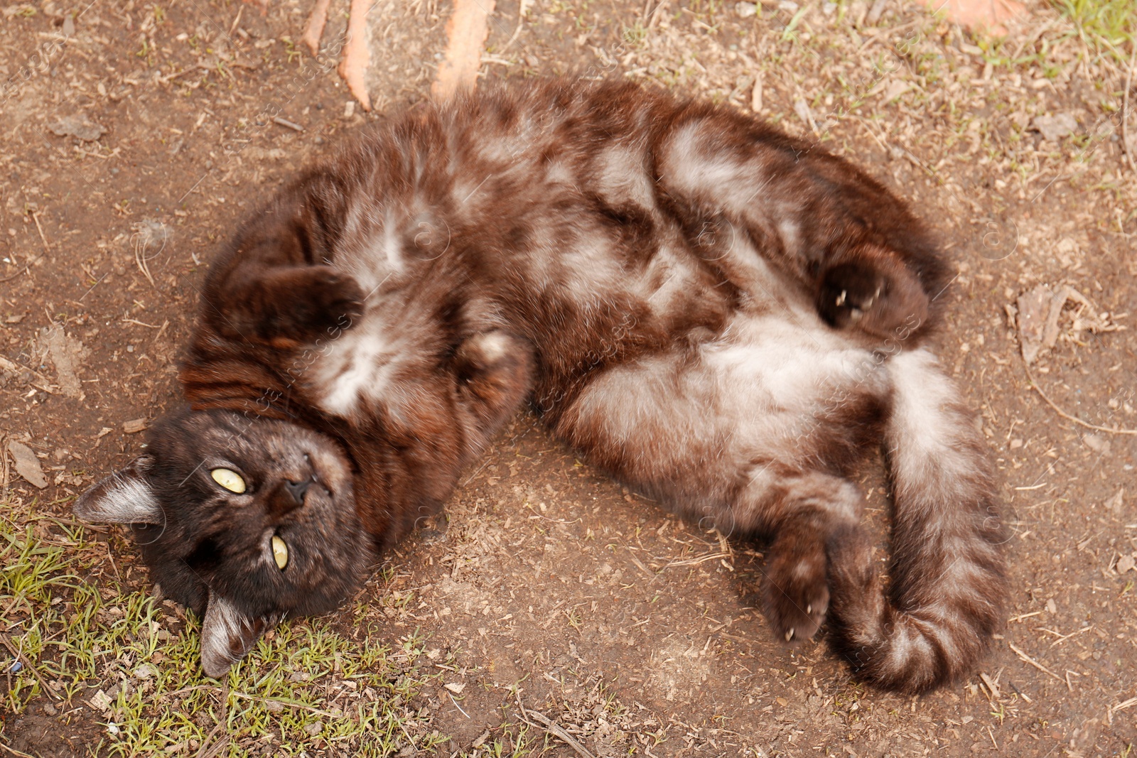 Photo of Adorable cat resting on ground outdoors, top view
