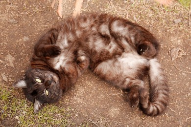 Adorable cat resting on ground outdoors, top view