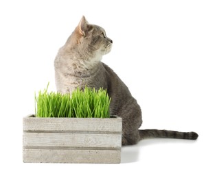 Cute cat and box of fresh green grass isolated on white