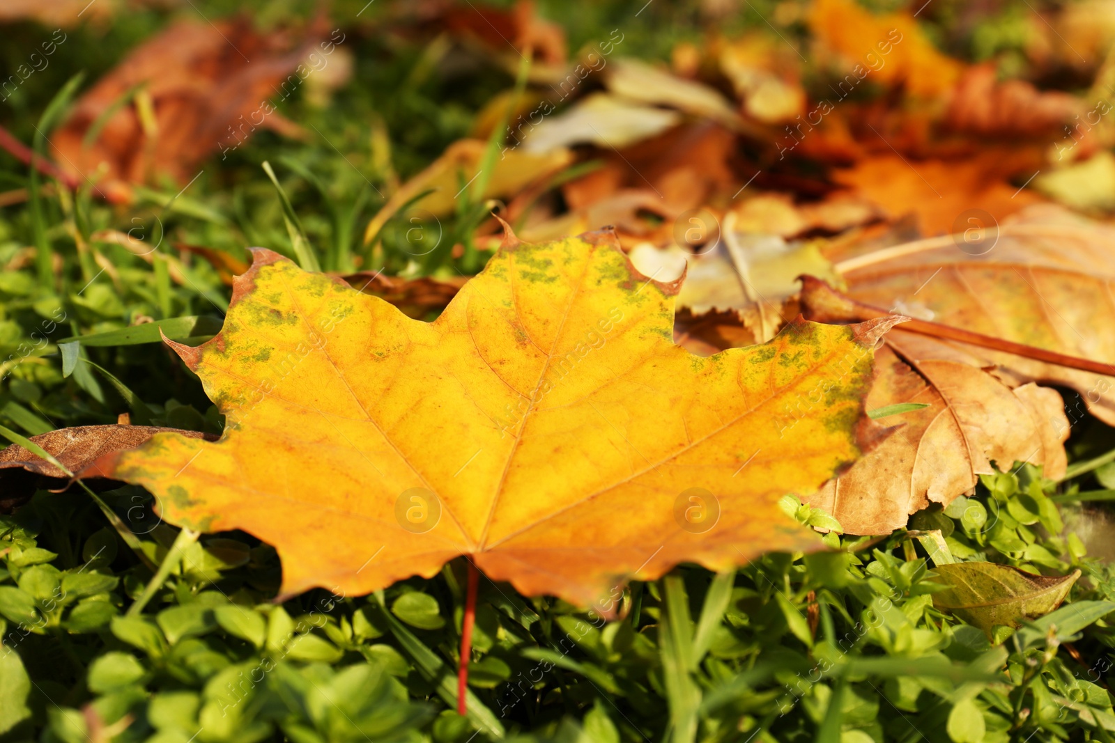 Photo of Beautiful dry leaves on green grass outdoors, closeup. Autumn season