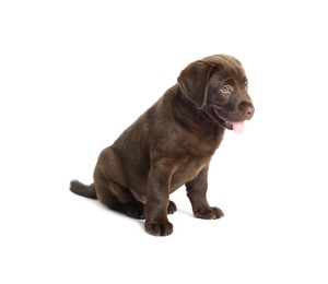 Photo of Cute chocolate Labrador Retriever puppy on white background