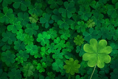 Image of Beautiful fresh green clover leaves, top view