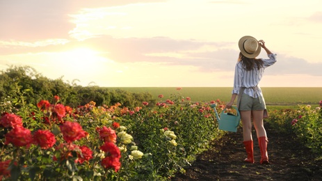 Woman with watering can walking near rose bushes outdoors. Gardening tool