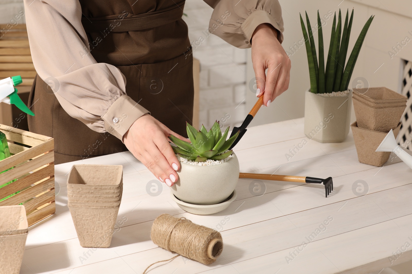 Photo of Woman transplanting beautiful succulent plant at white wooden table, closeup