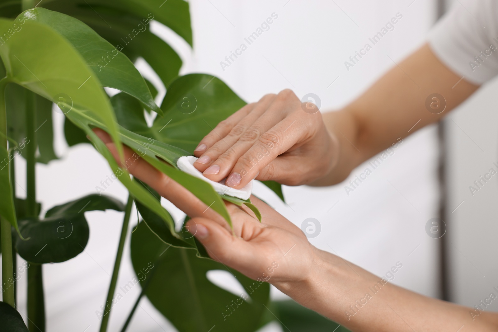 Photo of Woman wiping leaves of beautiful houseplant with cotton pad indoors, closeup