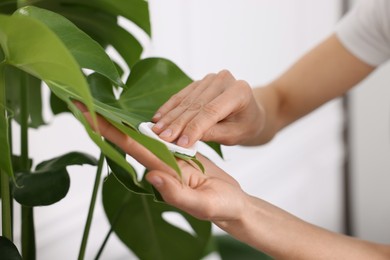 Woman wiping leaves of beautiful houseplant with cotton pad indoors, closeup