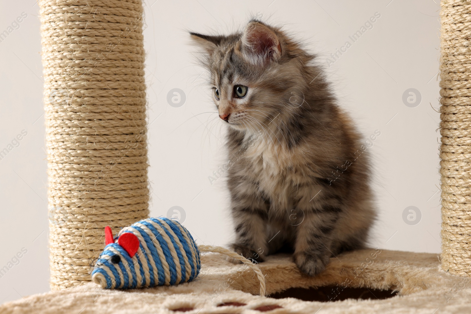 Photo of Cute fluffy kitten with toy mouse on cat tree against light background