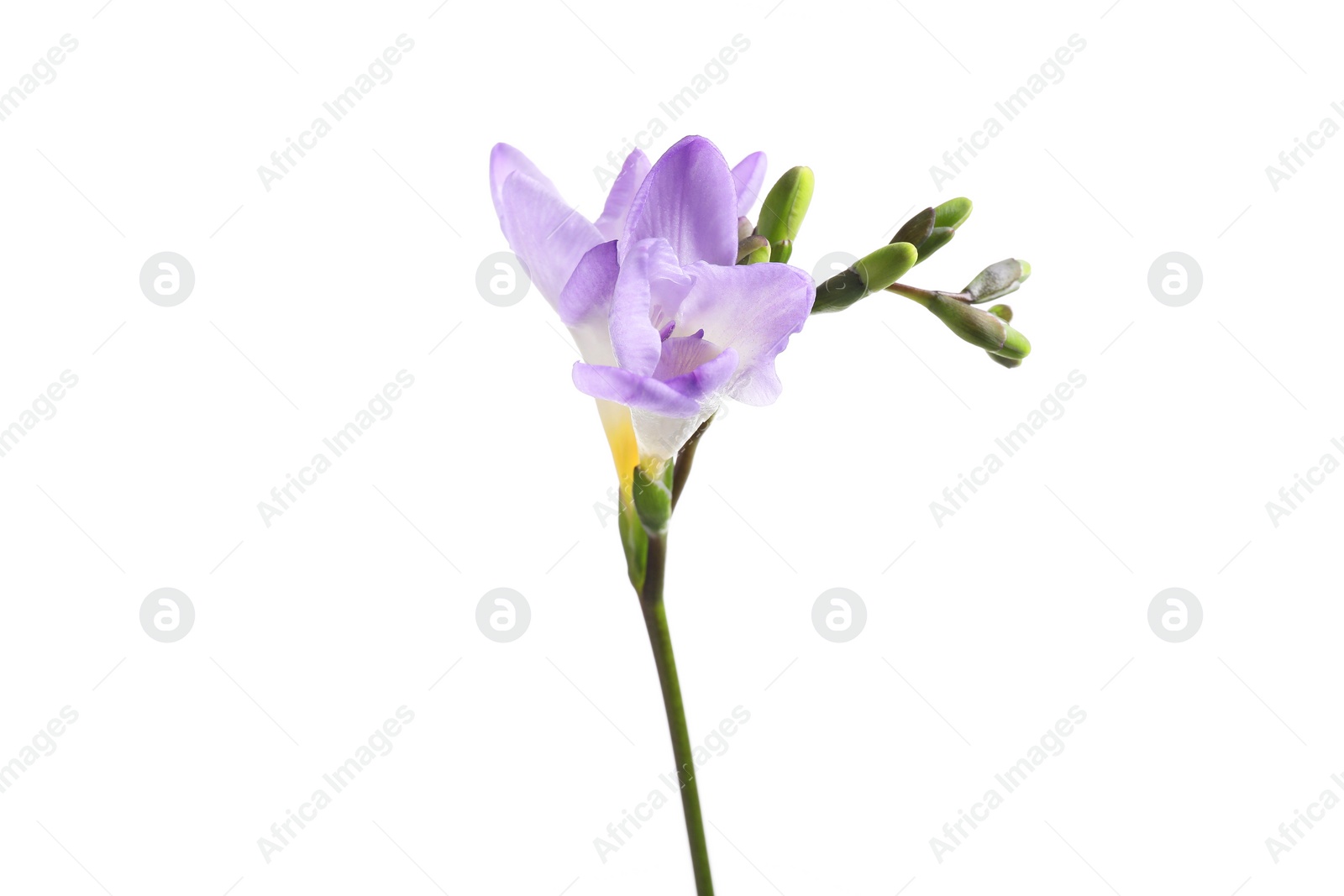 Photo of Beautiful violet freesia flower isolated on white