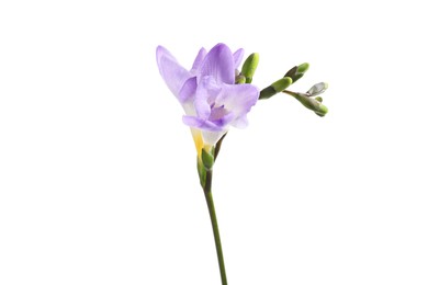 Beautiful violet freesia flower isolated on white