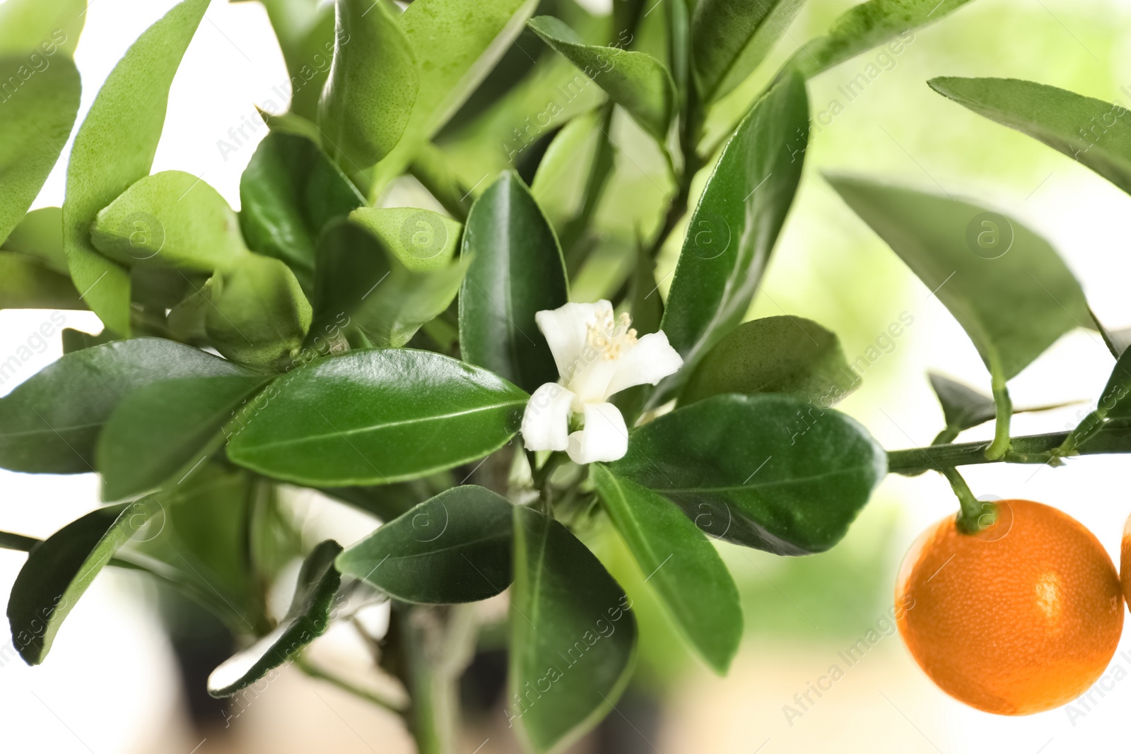 Photo of Citrus tree with flower and fruit on blurred background