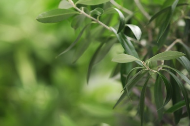 Photo of Twigs with fresh green olive leaves on blurred background. Space for text