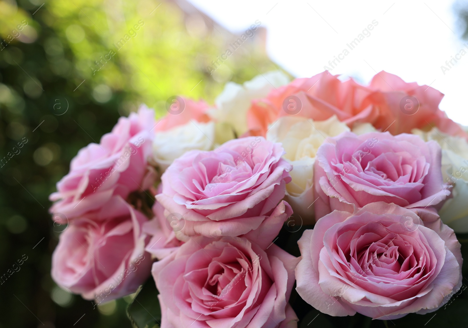 Photo of Beautiful bouquet of aromatic roses outdoors, closeup