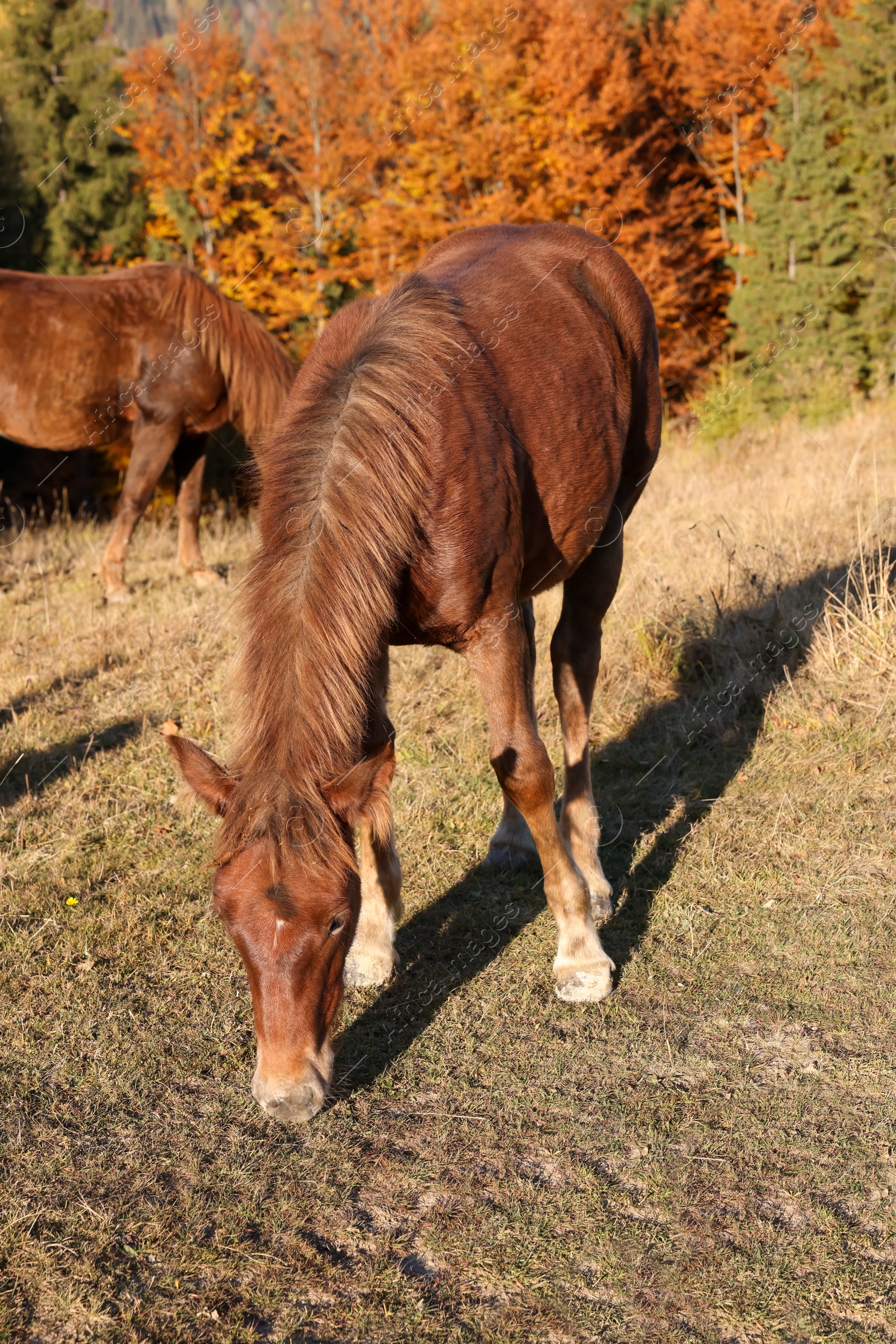 Photo of Brown horse grazing outdoors on sunny day. Beautiful pet