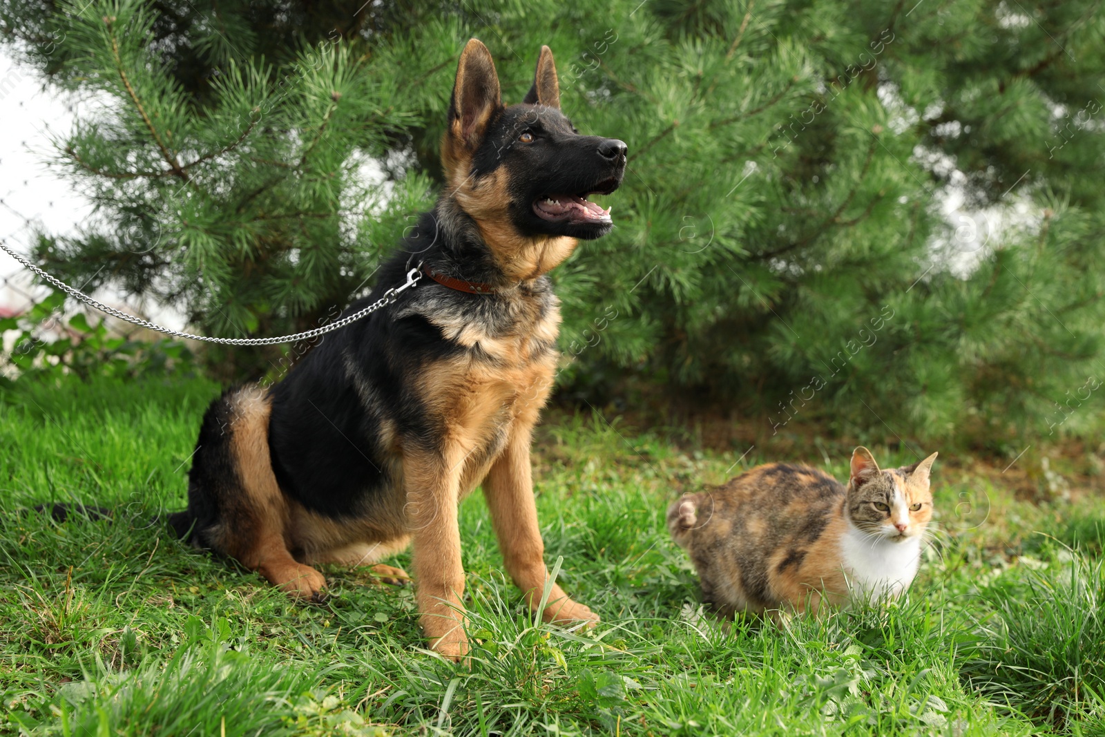 Photo of Cute German shepherd puppy and cat on green grass outdoors