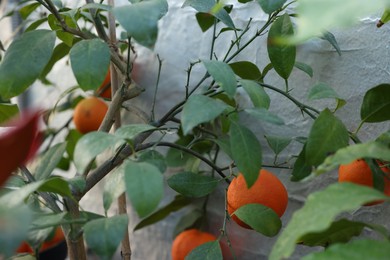 Photo of Fresh oranges growing on tree in greenhouse