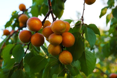 Photo of Tree branch with sweet ripe apricots outdoors