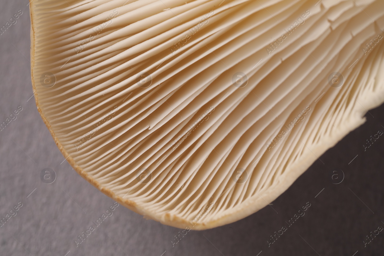 Photo of Fresh oyster mushroom on grey background, macro view