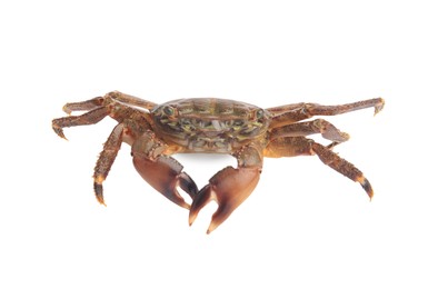 One fresh raw crab isolated on white