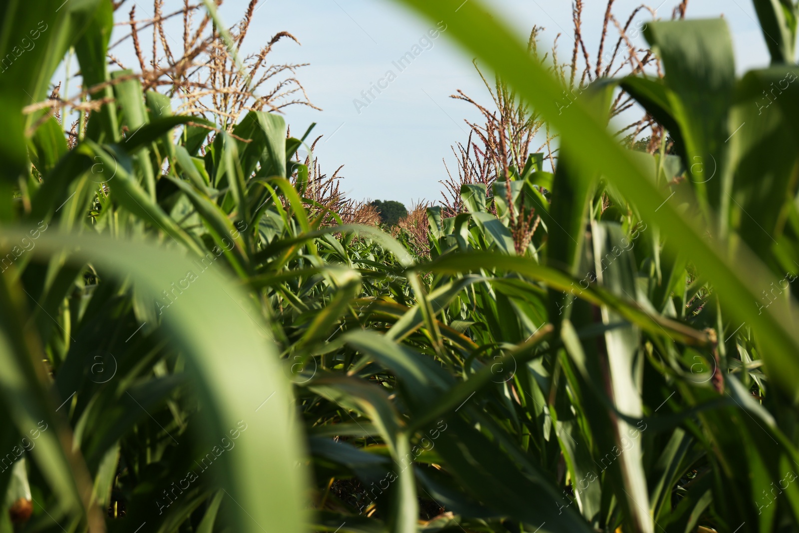 Photo of Beautiful view of corn field on sunny day