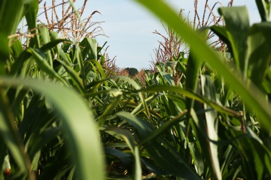 Beautiful view of corn field on sunny day