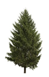 Beautiful high green coniferous tree isolated on white