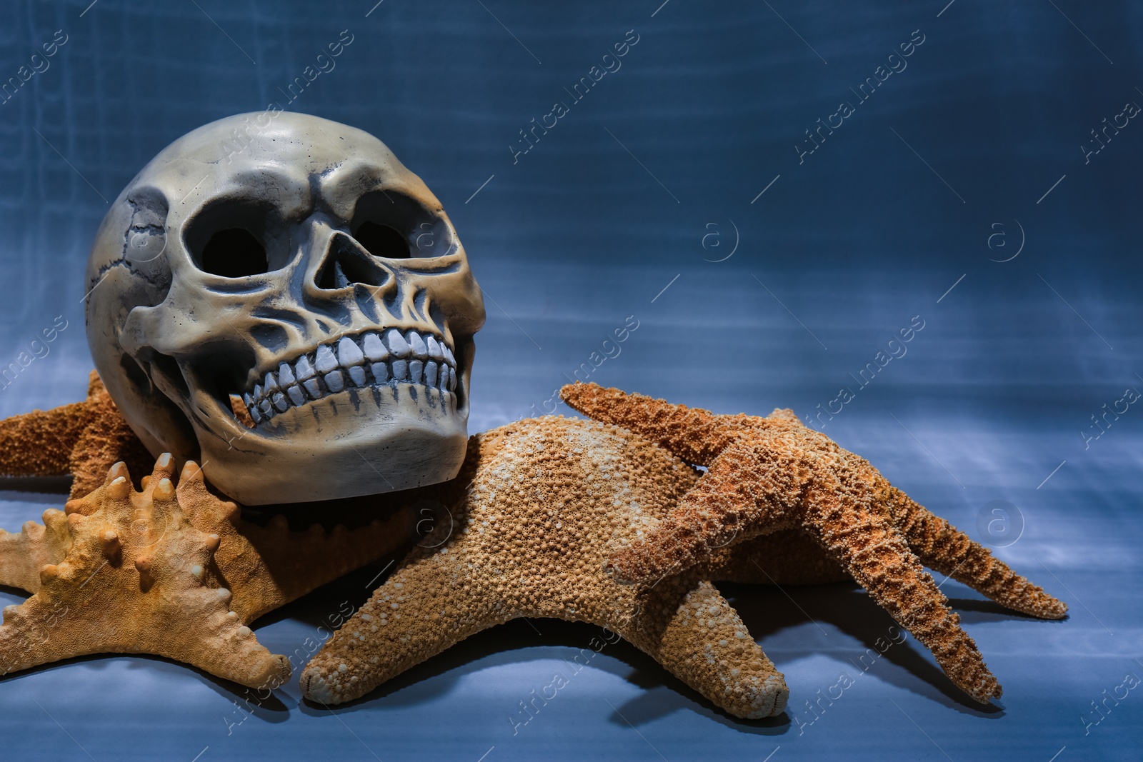 Photo of Human skull and starfishes on light grey background