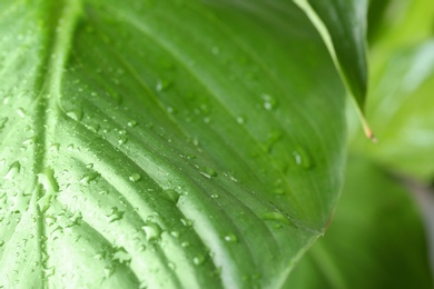 View of water drops on green leaf, closeup