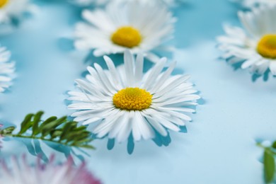 Photo of Beautiful daisy flowers floating in water, closeup