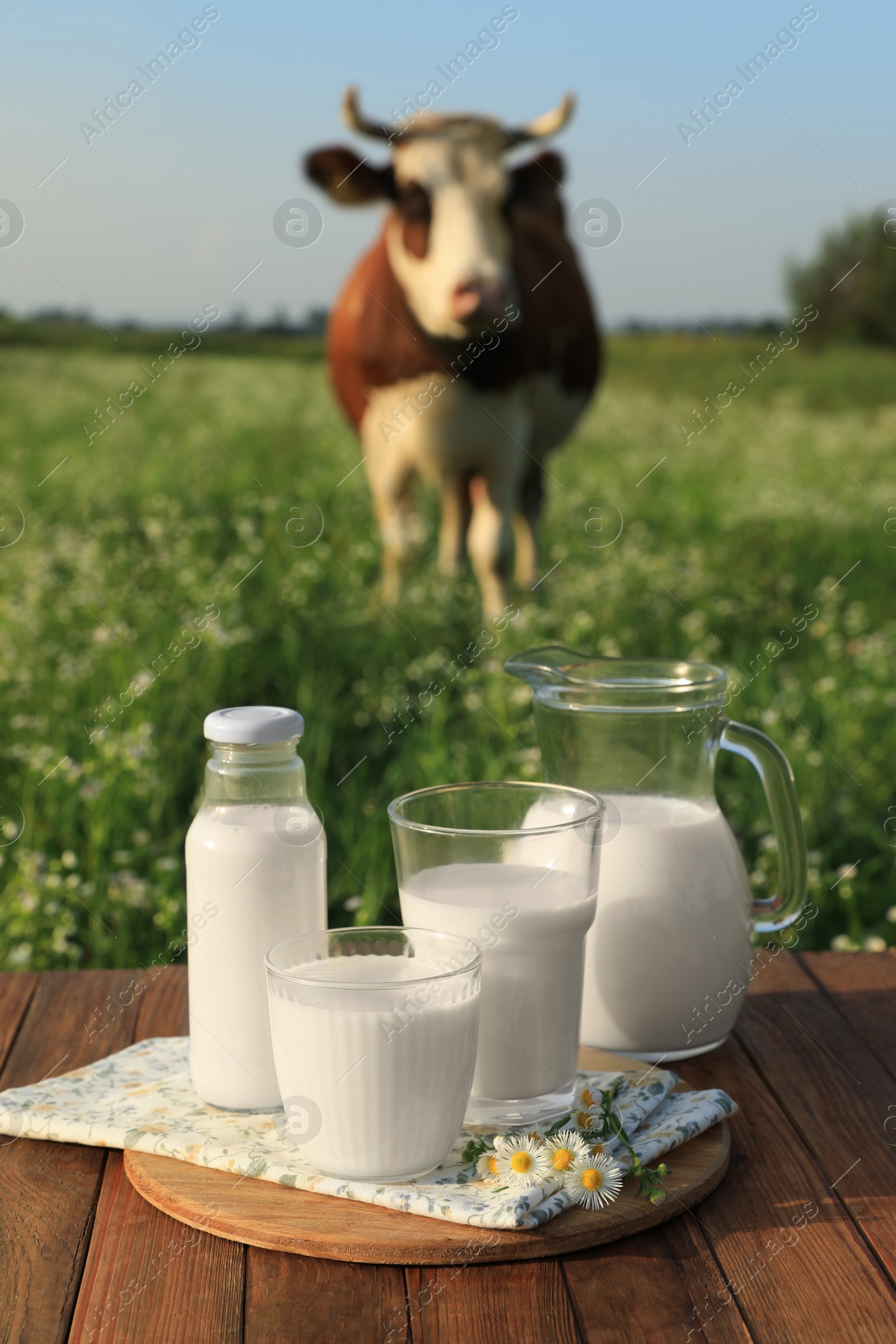 Photo of Milk with camomiles on wooden table and cow grazing in meadow