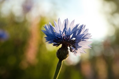 Photo of Beautiful blue cornflower outdoors on summer day, closeup
