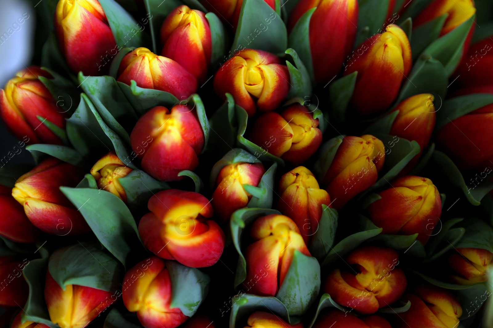 Photo of Beautiful fresh tulips as background, closeup. Floral decor
