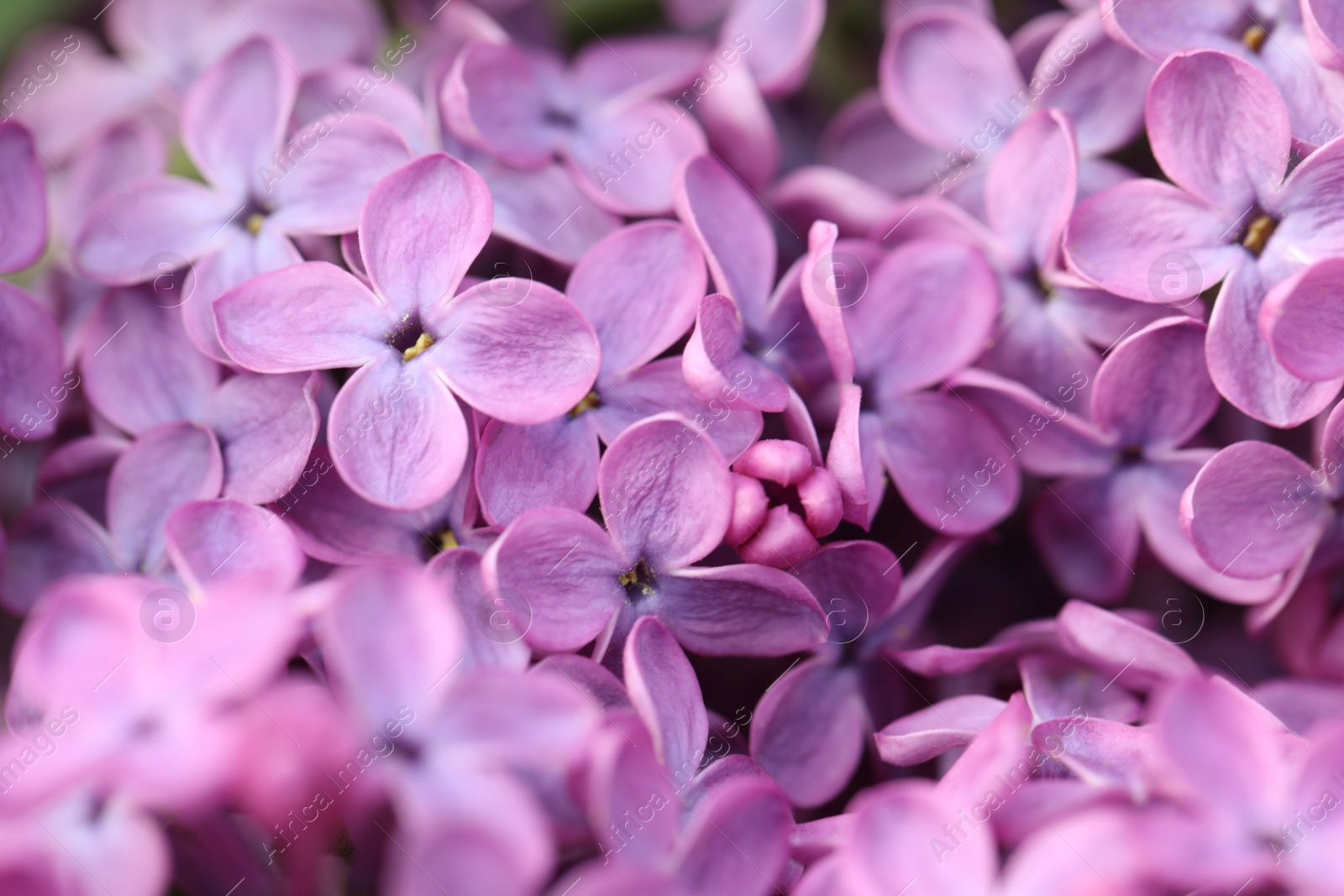 Photo of Closeup view of beautiful blossoming lilac as background