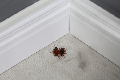 Photo of Cockroaches on wooden floor in corner at home. Pest control