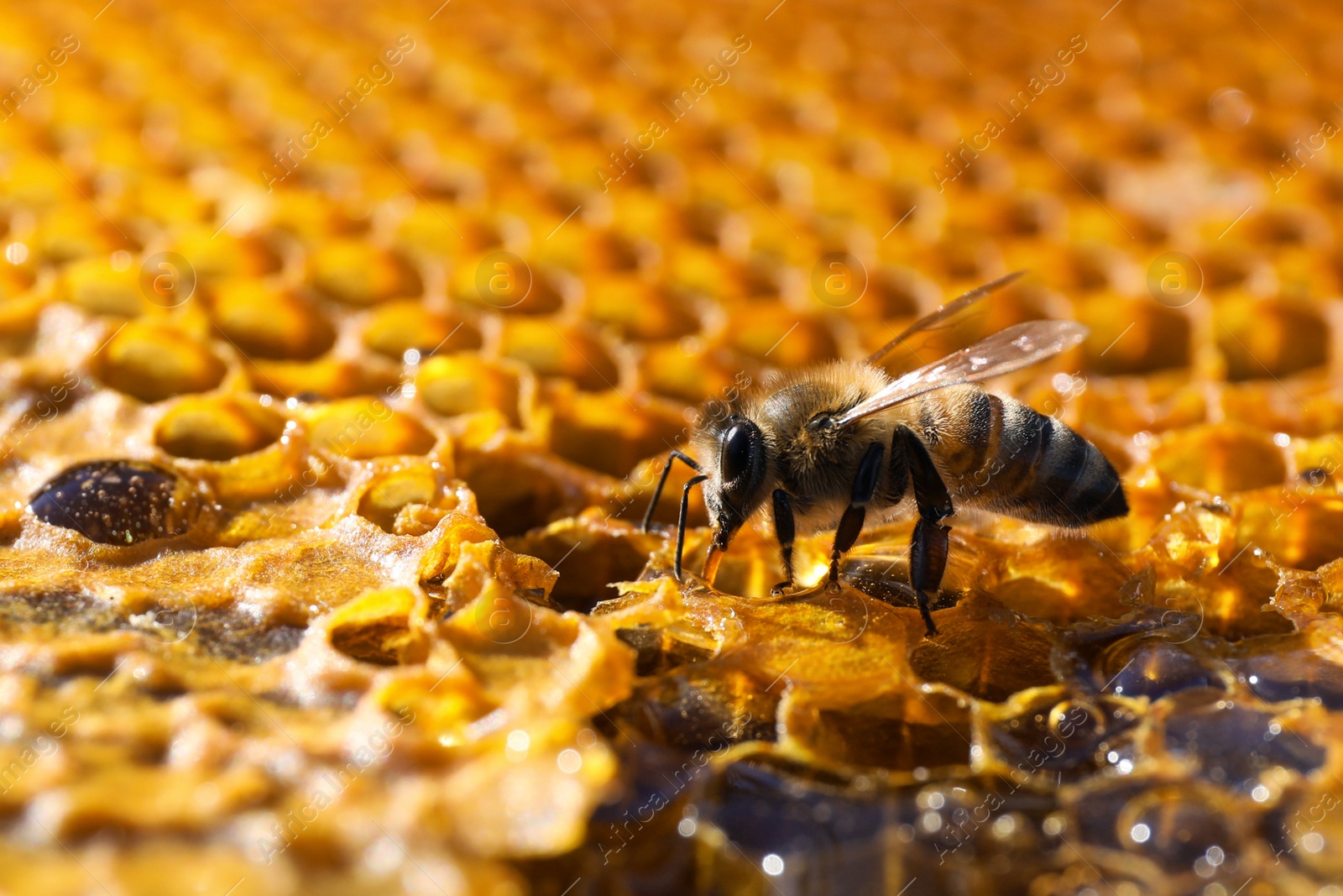 Photo of Closeup view of fresh honeycomb with bee